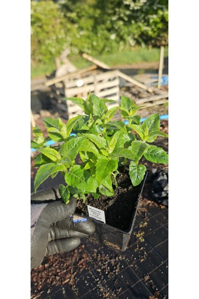 Monarda didyma ‘Pink Frosting’ в горщику